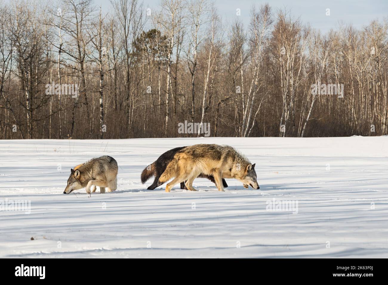 Trío de Lobos Grises (Canis lupus) Sniff Juntos en Campo Nevado Invierno -  Animales cautivos Fotografía de stock - Alamy