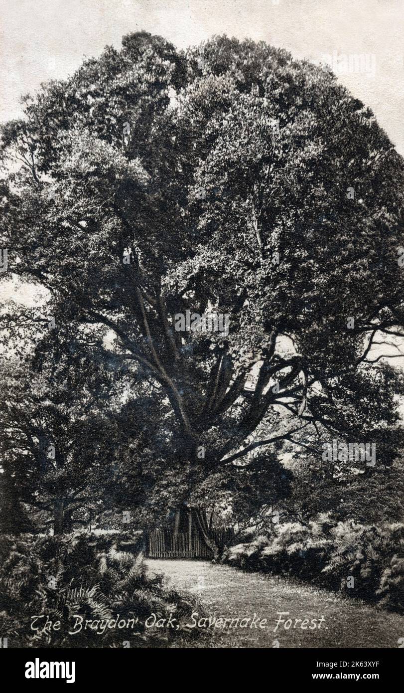 Braydon Oak - Savernake Forest, Wiltshire - en el centro de North Wessex Downs Fecha: 1907 Foto de stock