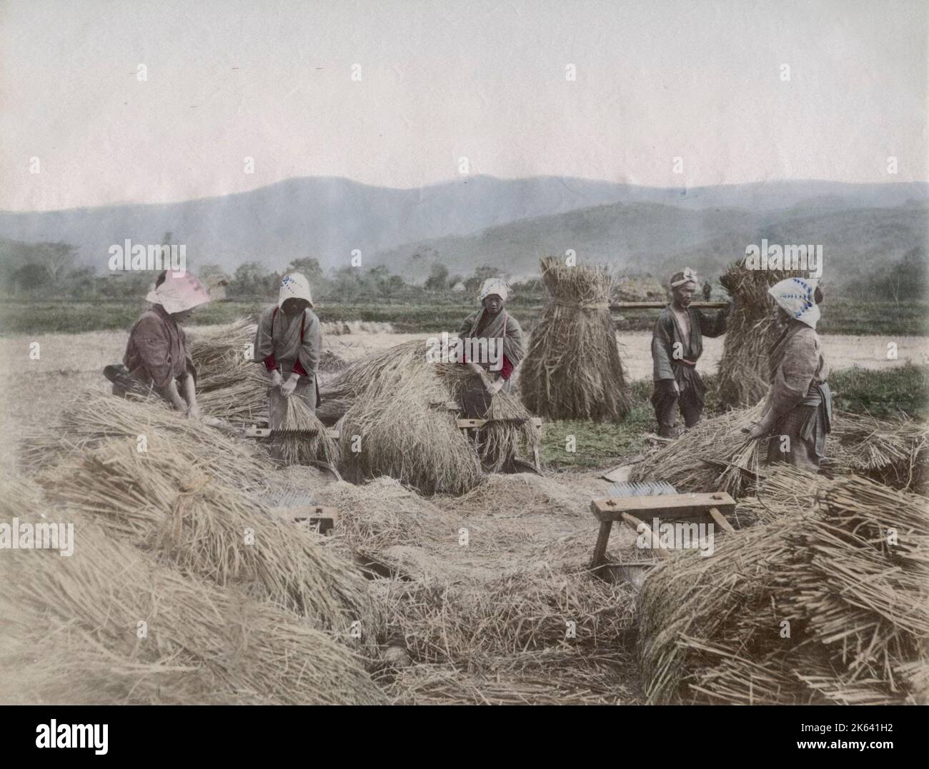 Cosechando la cosecha de arroz en Japón. Fotografía vintage del siglo 19th. Foto de stock