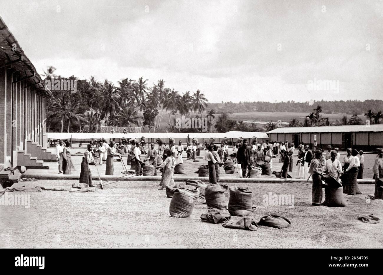 C. 1880 Ceilán Sri Lanka - propagación para secar café Foto de stock
