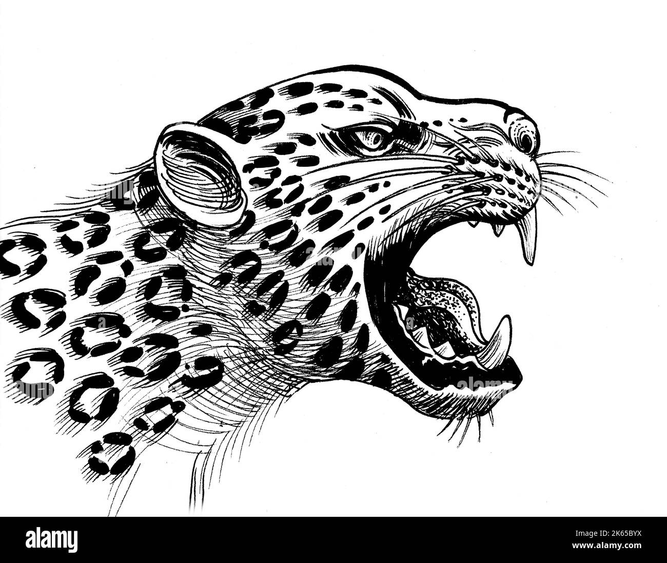 jaguar rugiente. Dibujo en blanco y negro con tinta Fotografía de stock