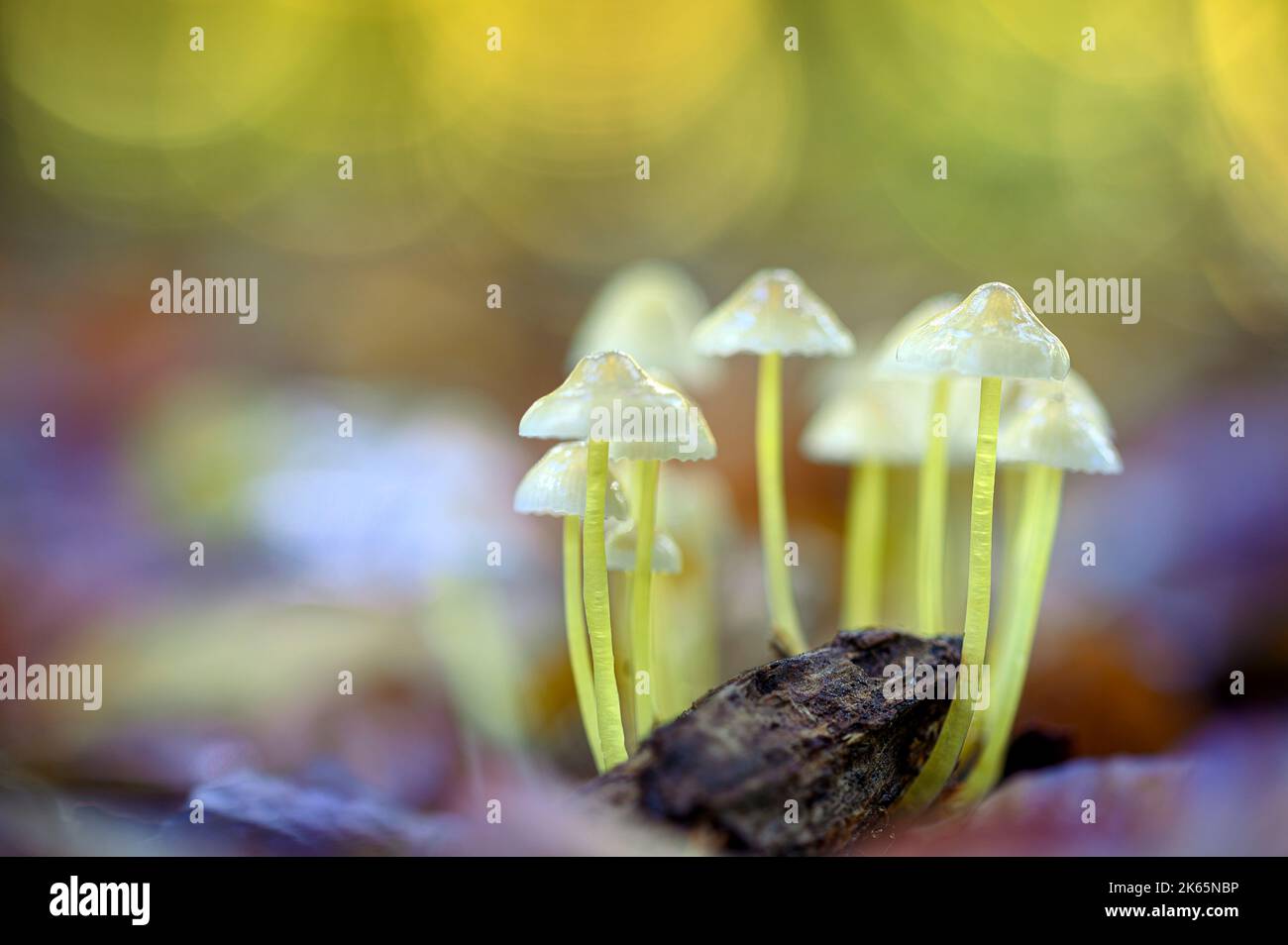 Un grupo de Yellowleg bonnet - Mycena epipterygia - en un otoño de la tala de bosques Foto de stock