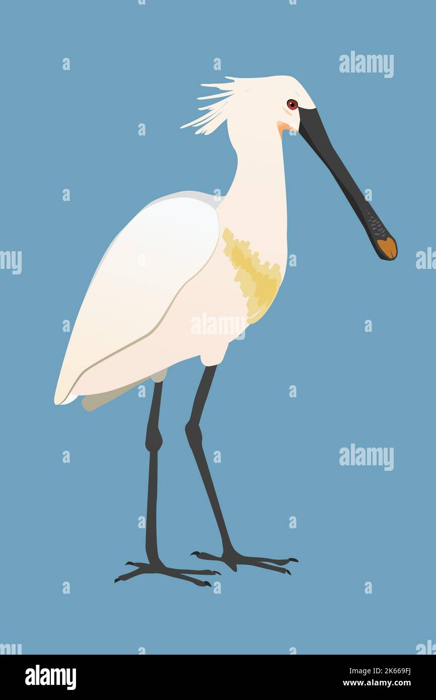 Ilustración vectorial de un spoonbill euroasiático o spoonbill común. El pájaro está de pie y se ve el pájaro de su lado. Él está mirando al righ Ilustración del Vector