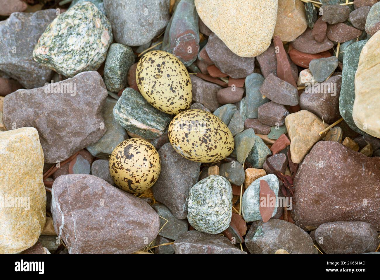 Cazadora de ostras palaeárticas (Haematopus ostralegus), clutch, bien camuflado entre piedras en la playa, Skandinavien Foto de stock