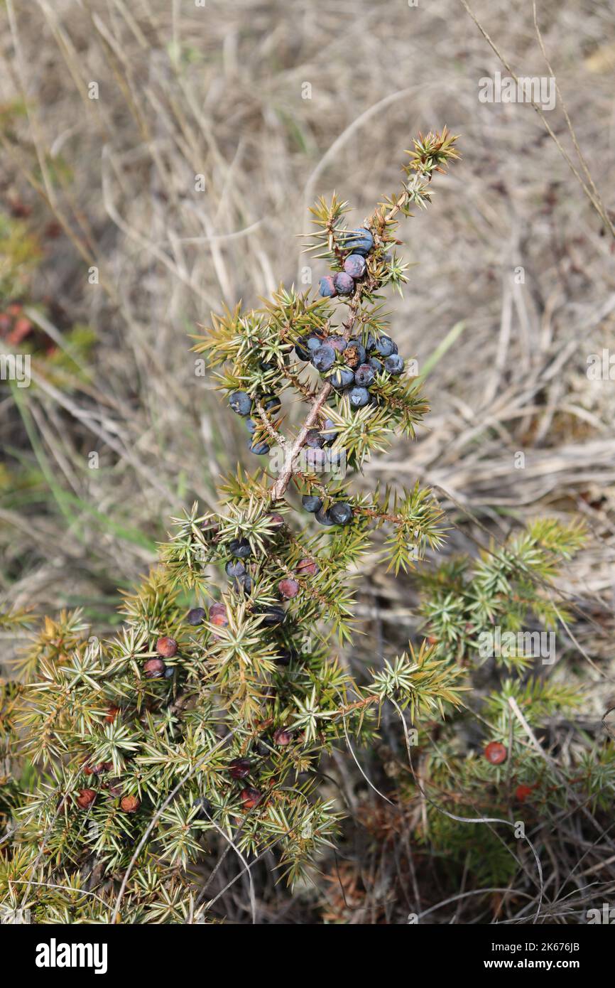 wilder Wacholder - Strauch mit reifen Beeren im Oktober auf einer Trockenebene Foto de stock
