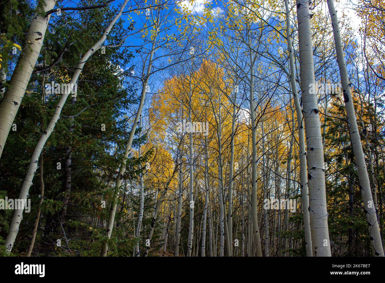 Árboles de Aspen en otoño Foto de stock
