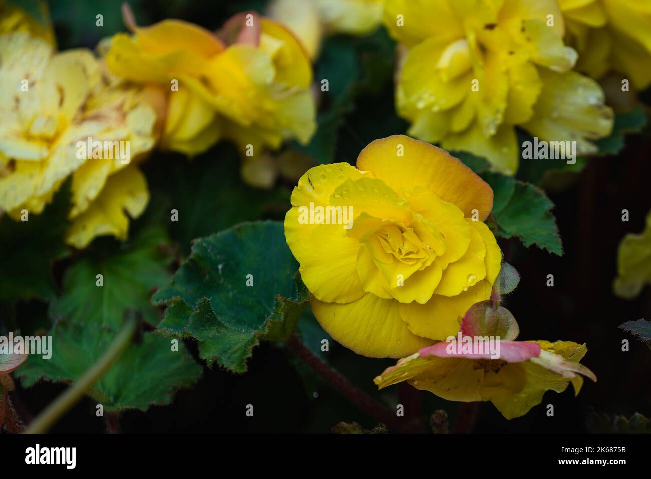 Begonia arbustiva fotografías e imágenes de alta resolución - Alamy