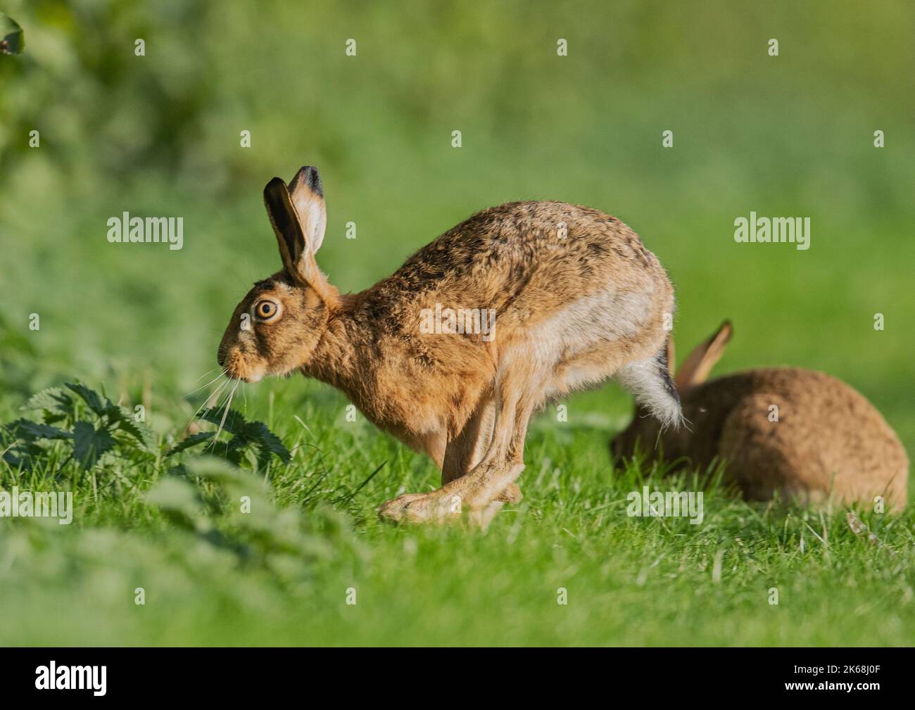 Una liebre marrón ( Lepus europaeus) que corre a lo largo de un margen