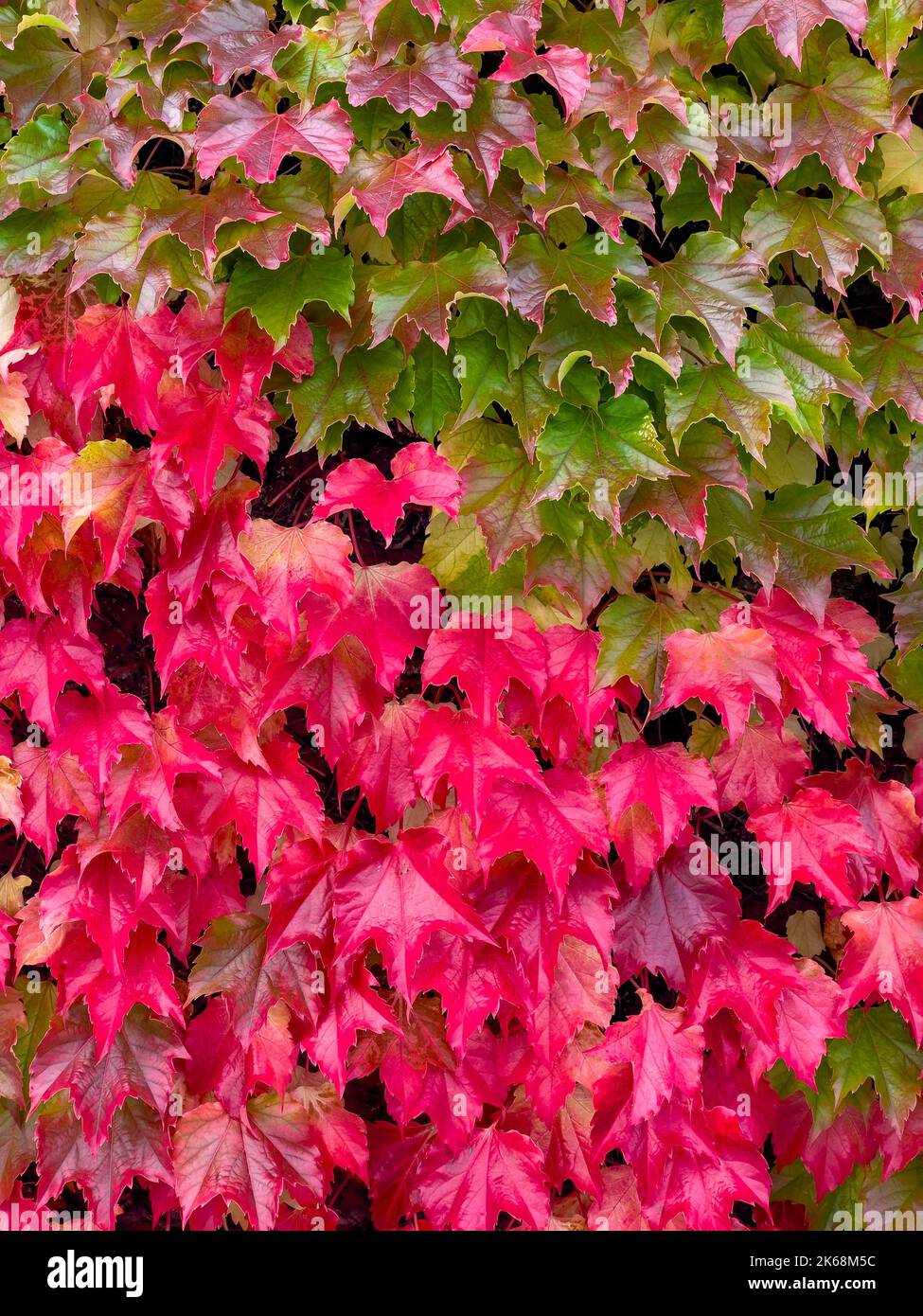 Hojas rojas y verdes de Parthenocissus Tricuspidata comúnmente llamada Hiedra de Boston que crecen en una pared en otoño. Foto de stock