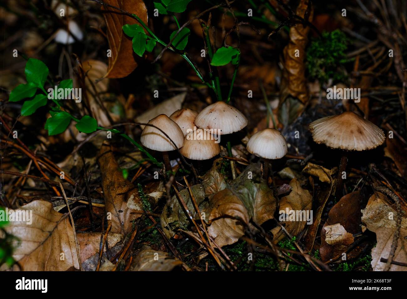 En los bosques otoñales de Baviera, se pueden encontrar casi en todas partes: Setas de todos los colores. Foto de stock