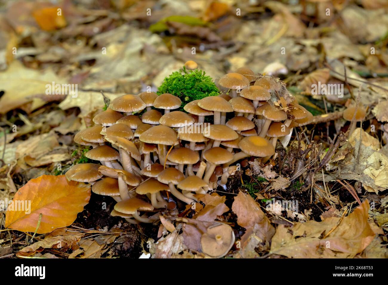 En los bosques otoñales de Baviera, se pueden encontrar casi en todas partes: Setas de todos los colores. Foto de stock