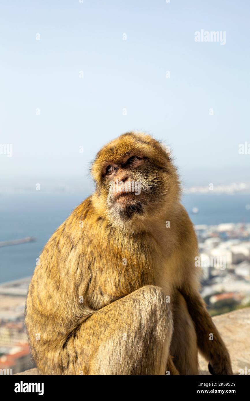Mono macaco de barbería en el Apes' Den con vistas a la ciudad, Reserva Natural de Upper Rock, Gibraltar Foto de stock