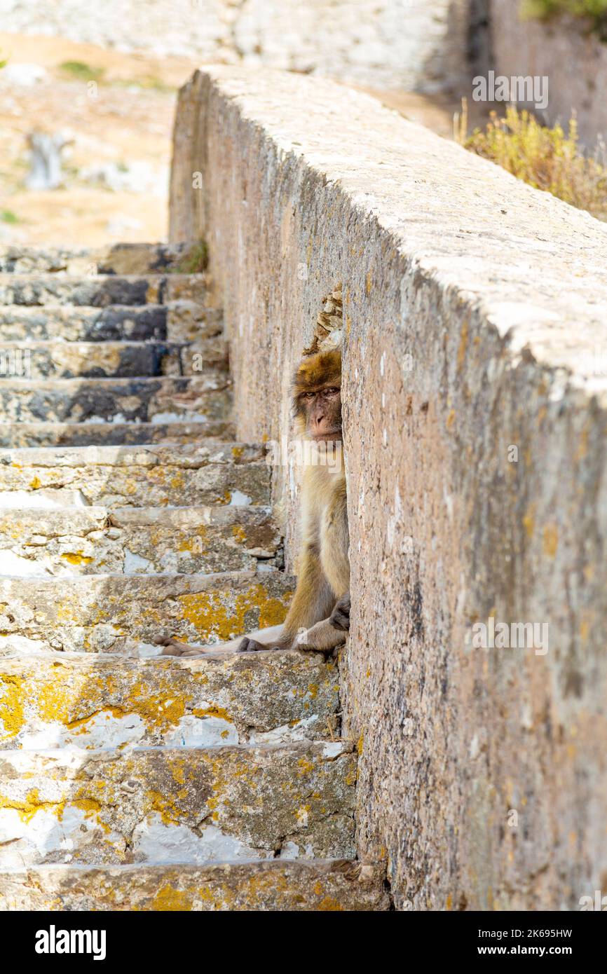 Mono Barbary Macaque en las escaleras de la pared de Carlos V, Reserva Natural de Upper Rock, Gibraltar Foto de stock