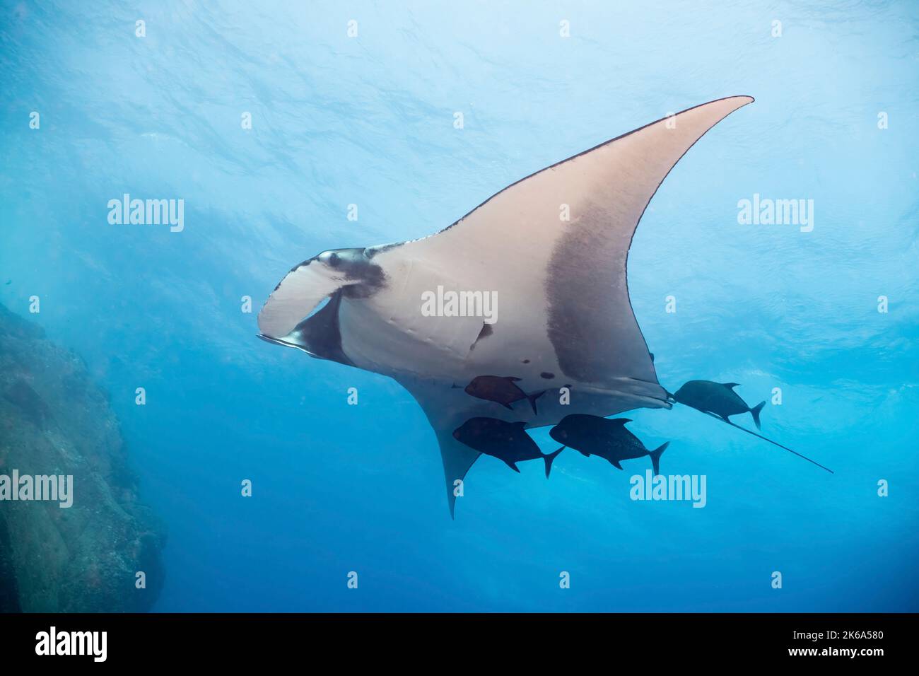 Una gigantesca raya oceánica (Mobula birostris) seguida de unas jacks negras, Isla Socorro, México. Foto de stock