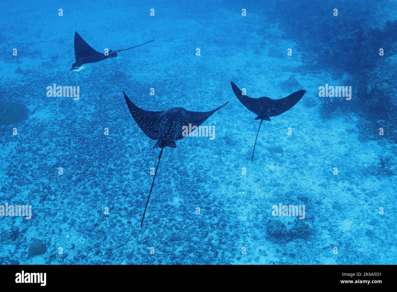 Un trío de Rays nadan por un barranco arenoso en el Océano Índico, Maldivas. Foto de stock