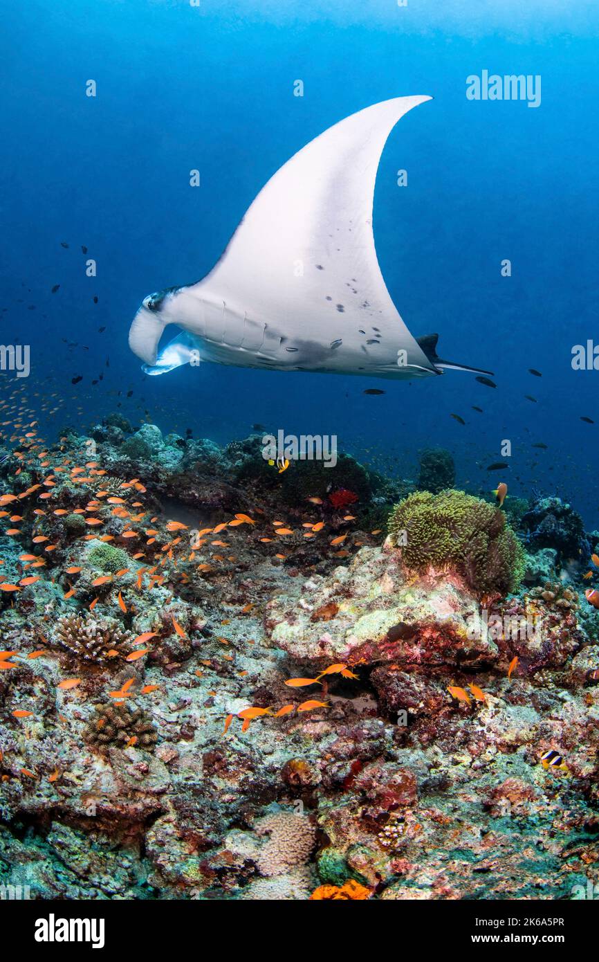 Un mantarraya de arrecife (Mobula alfredi), asoma sobre un arrecife en las Maldivas. Foto de stock