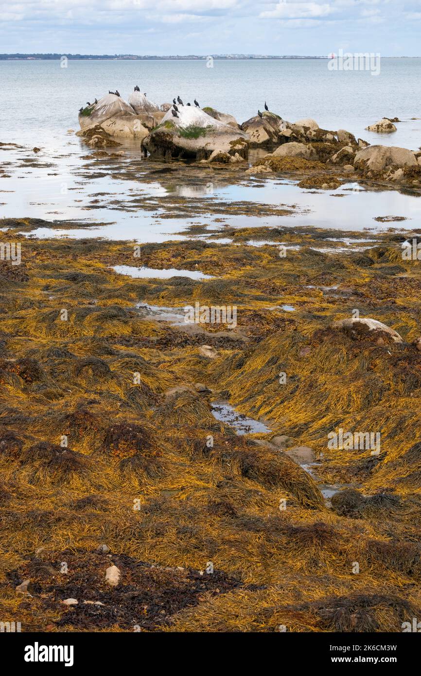 Los cormoranes rebosan en rocas de la costa en el mar irlandés en la bahía de Dublín, cerca de la playa de Seapoint, Irlanda Foto de stock