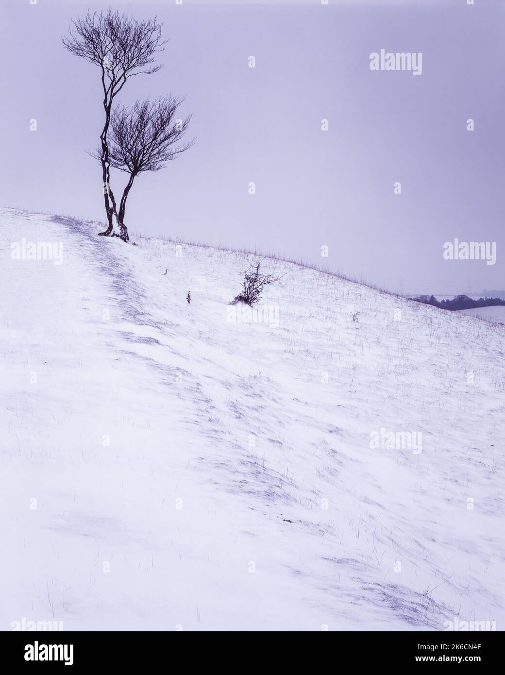 Los Lone Arboles en la cima de una colina cubierta de nieve en Chiltern Hills AONB, Reino Unido Foto de stock