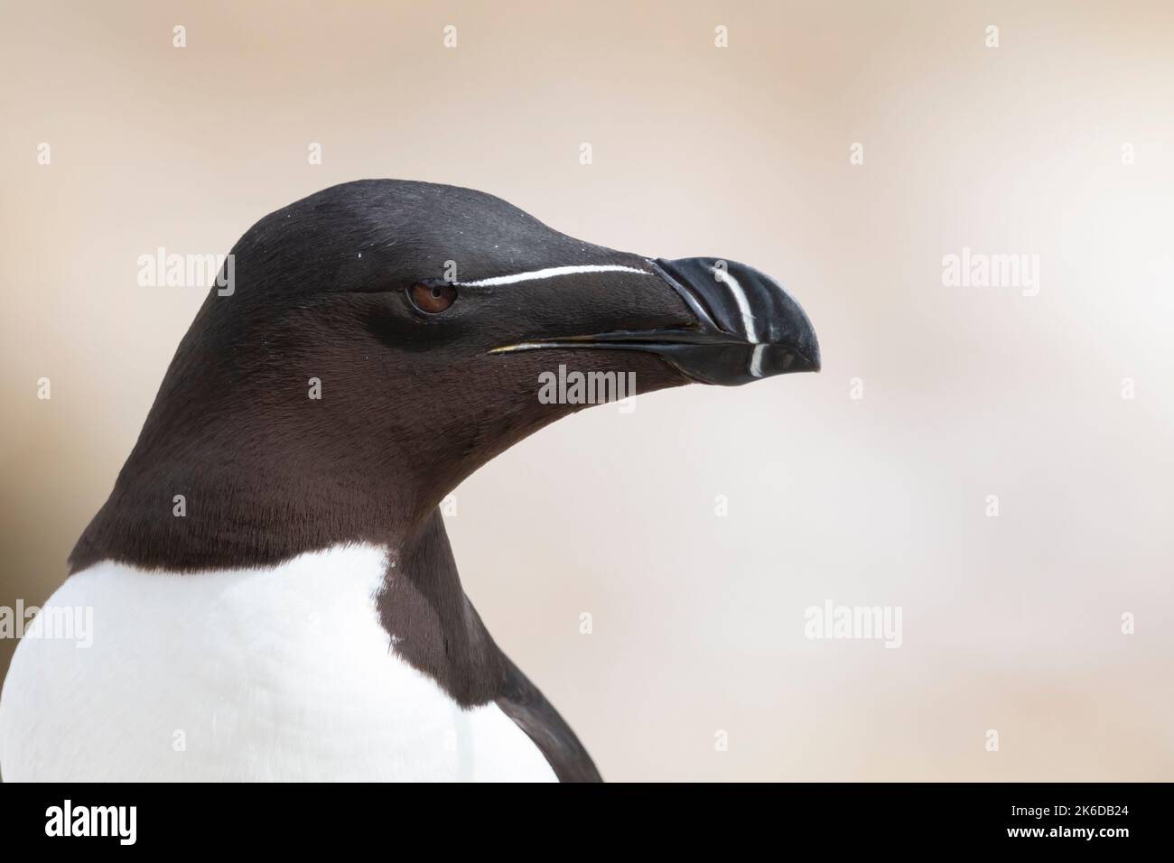 El razorbill (Alca torda) en su entorno natural en el norte de Europa. Foto de stock