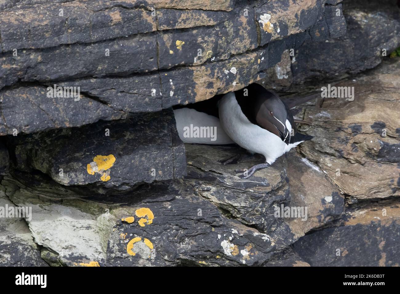 El razorbill (Alca torda) en su entorno natural en el norte de Europa. Foto de stock