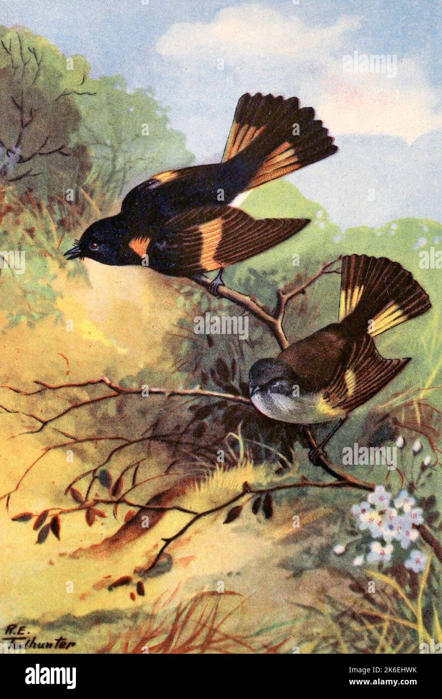 Redstart (Hombre arriba - Mujer abajo) - R E Todhunter Ilustración circa 1920s Foto de stock
