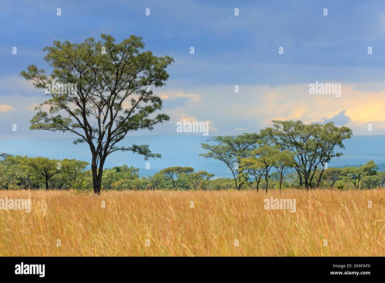 Paisaje de sabana africana con árboles en los prados con un cielo nublado, Sudáfrica Foto de stock