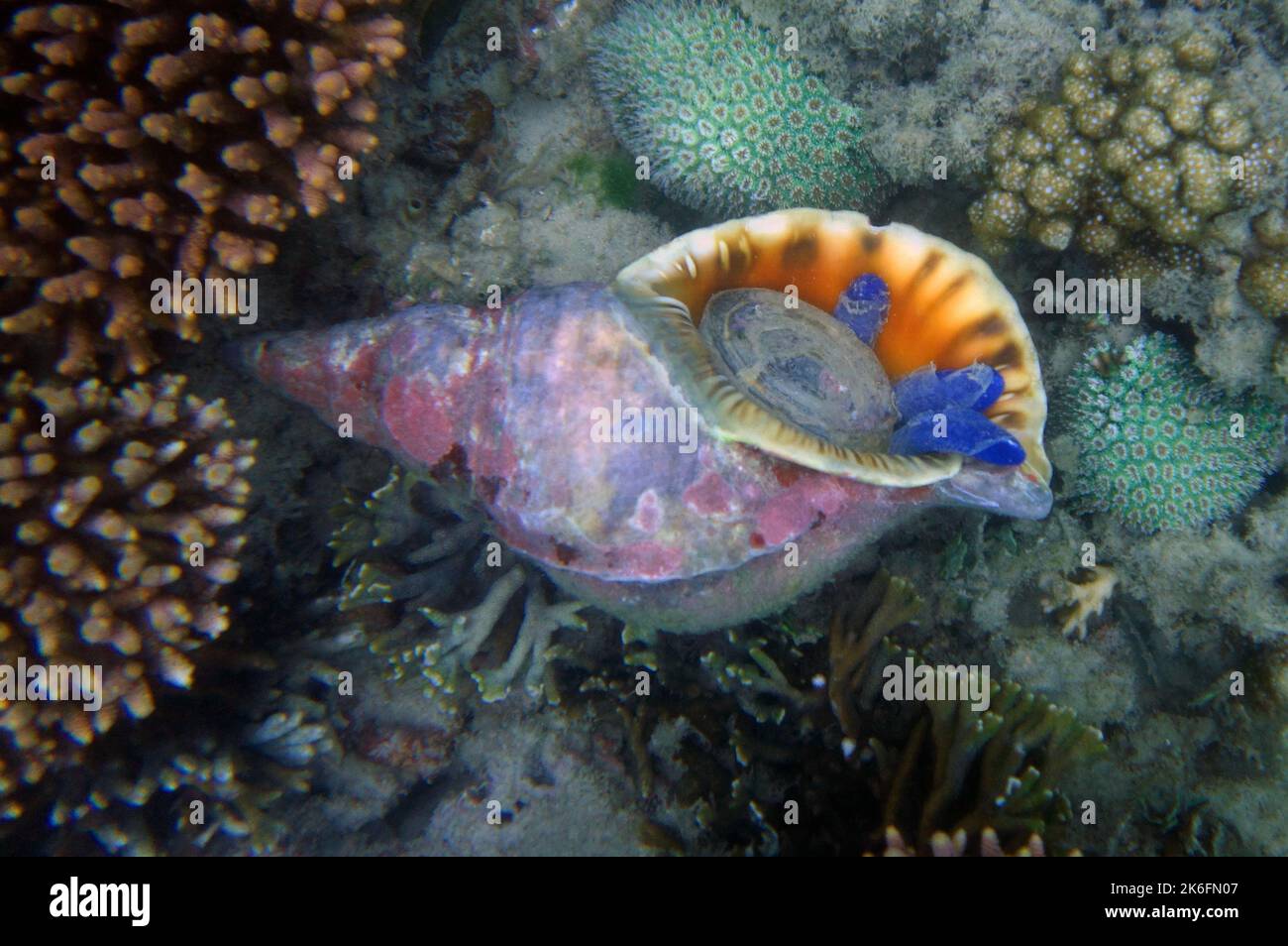 Concha de triton en vivo (Charonia tritonis) que consume estrellas de mar azules (Linckia laevigata), Gran Barrera de Coral, cerca de Cairns, Queensland, Australia Foto de stock
