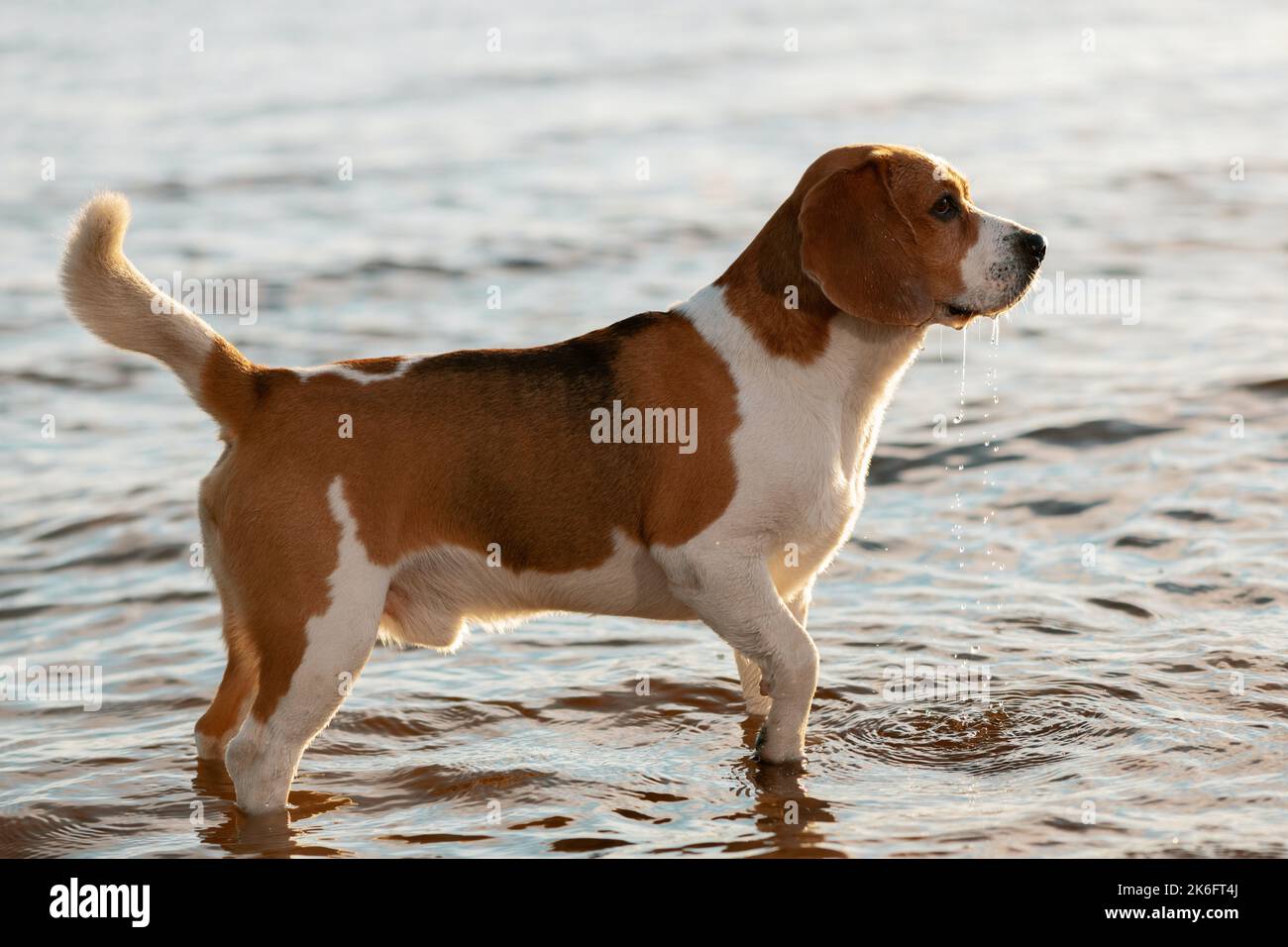 son saludables los perros de aguas de juguete ingleses