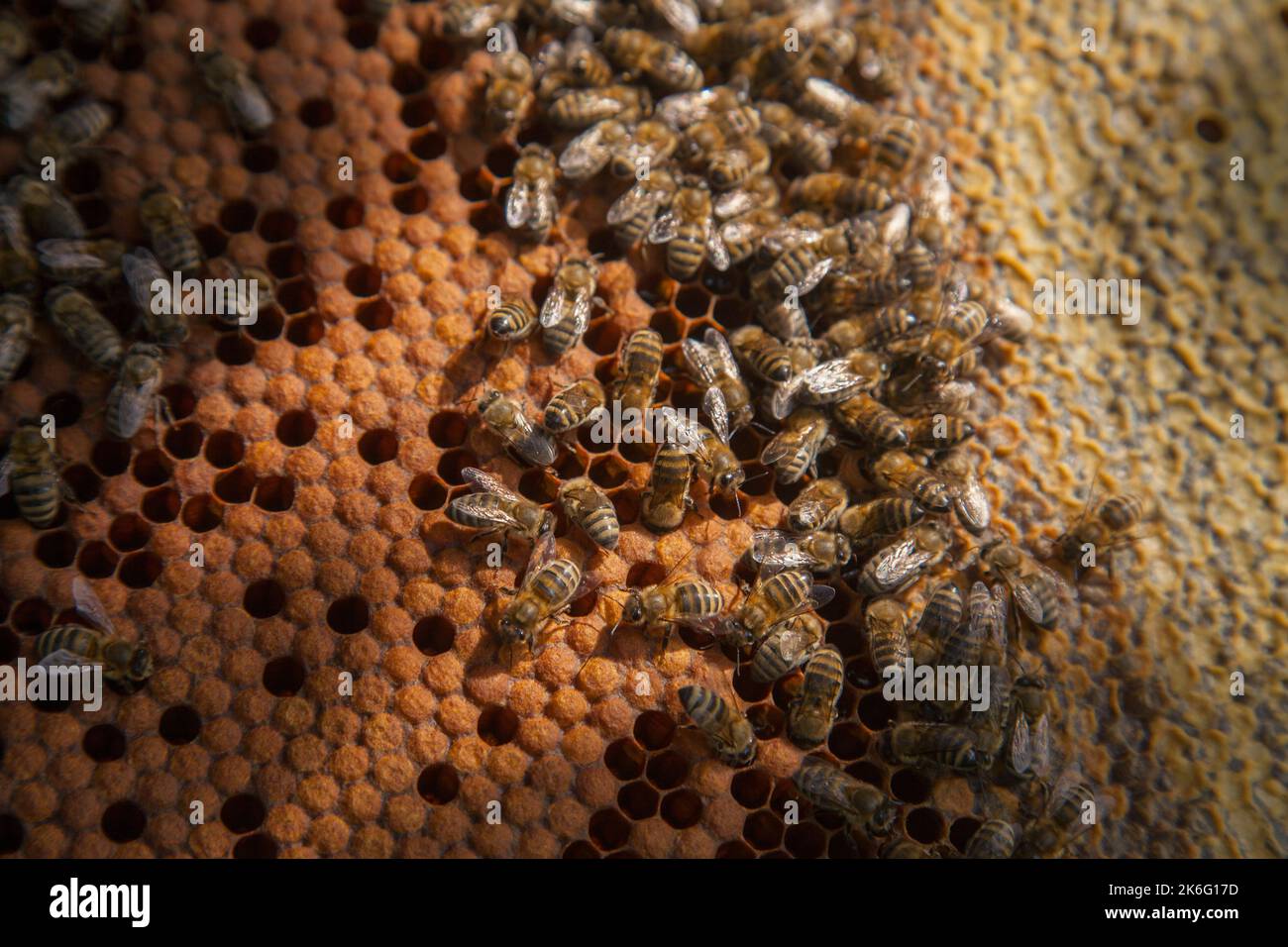 Inside bee hive fotografías e imágenes de alta resolución - Página 12 -  Alamy