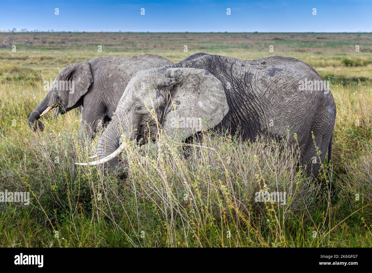 Dos elefantes pastan en las praderas del Serengeti, Tanzania Foto de stock