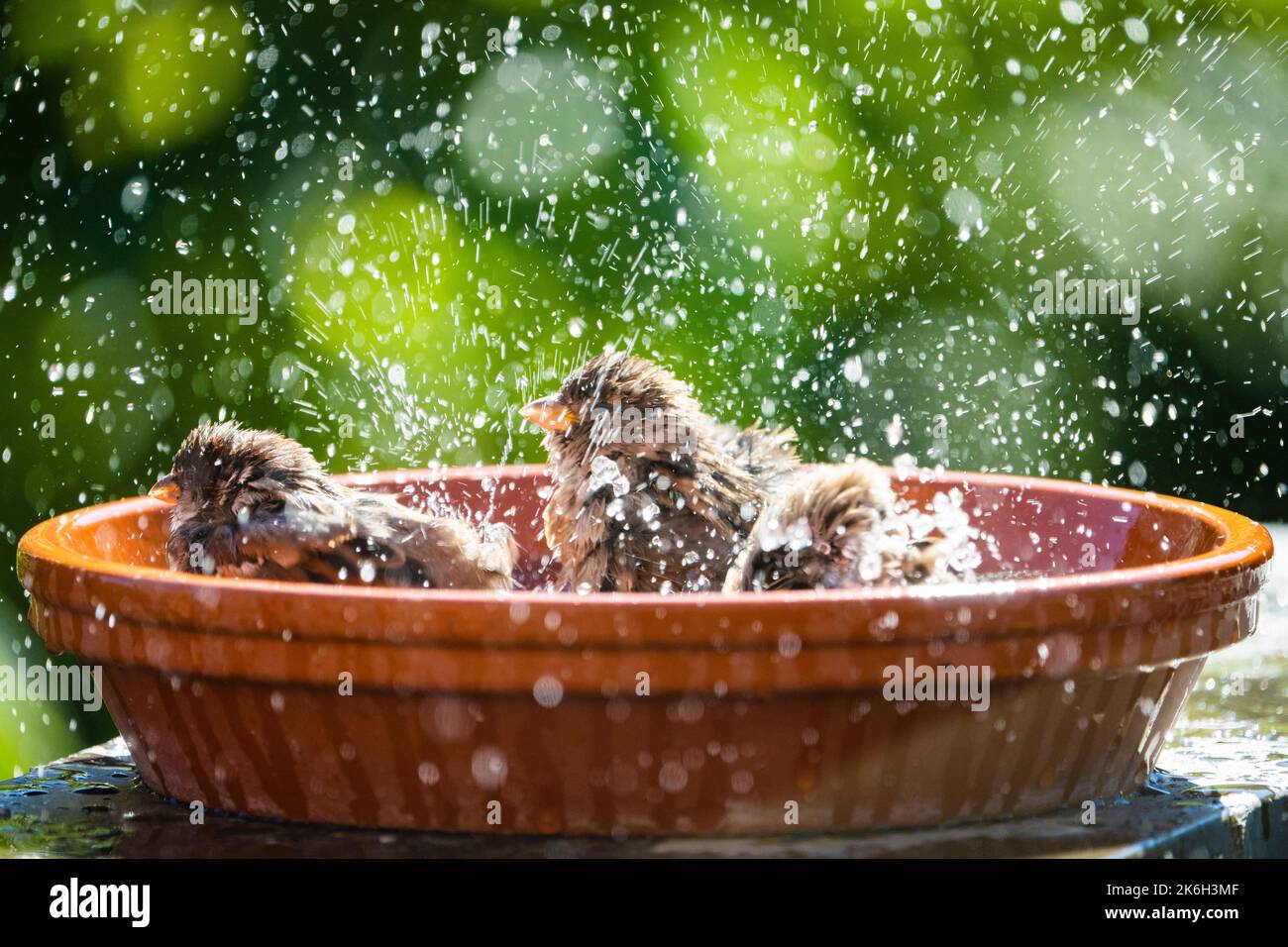 House gorriones bañándose y salpicando agua en un birdbath en un día caluroso de verano. Foto de stock
