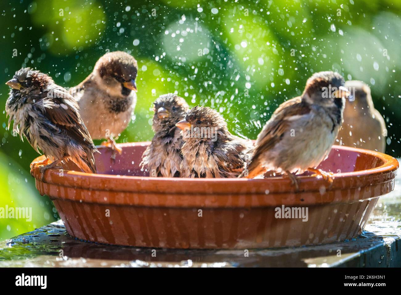 House gorriones bañándose y salpicando agua en un birdbath en un día caluroso de verano. Foto de stock