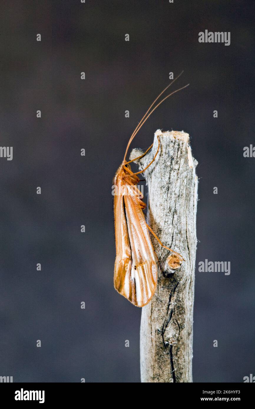 Detalle de una mosca de caddis del norte, Halesochila taylori, en una ribera del río en el centro de Oregón durante la escotilla otoñal. Foto de stock