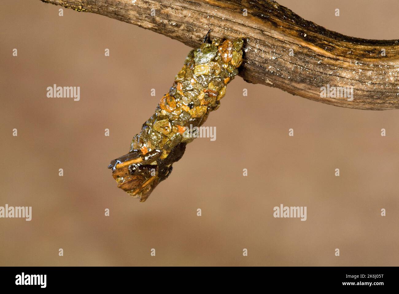 La larva de una mosca de caddis, encerrada en una vaina endurecida hecha de pequeñas rocas, colgando de una rama en el borde del agua justo antes de incubar a un adulto. Foto de stock