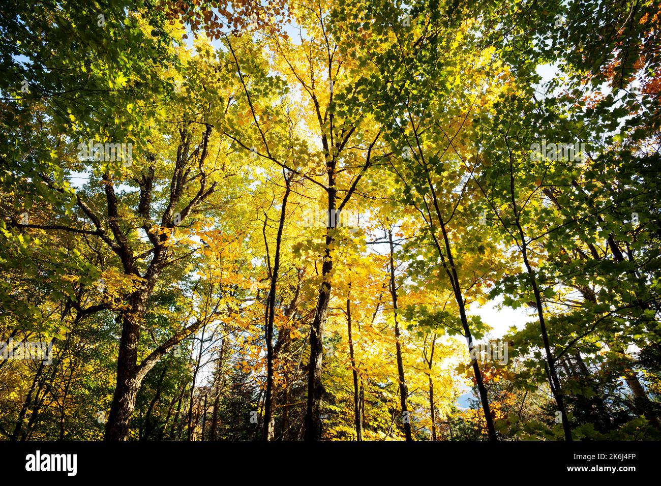 Hermoso bosque con coloridas hojas de otoño en el parque nacional Foto de stock