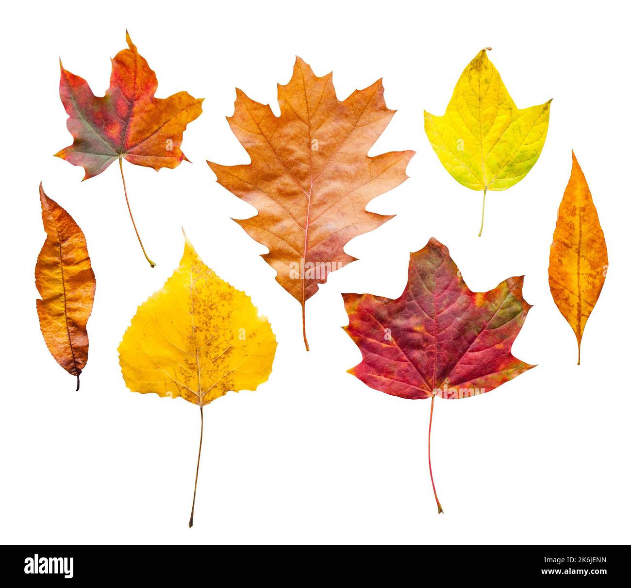 Hojas de otoño colorido conjunto aislado sobre fondo blanco. Foto de stock