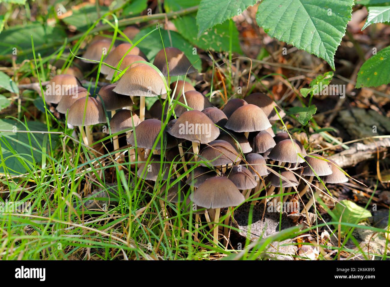 Un grupo de hongos Micena stipata en el bosque de otoño Foto de stock