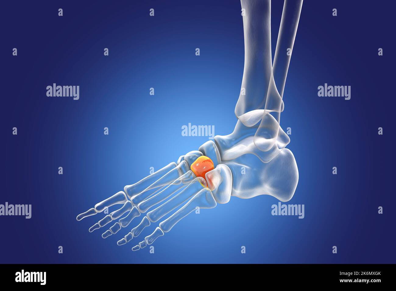 Hueso cuneiforme lateral, ilustración Fotografía de stock Alamy