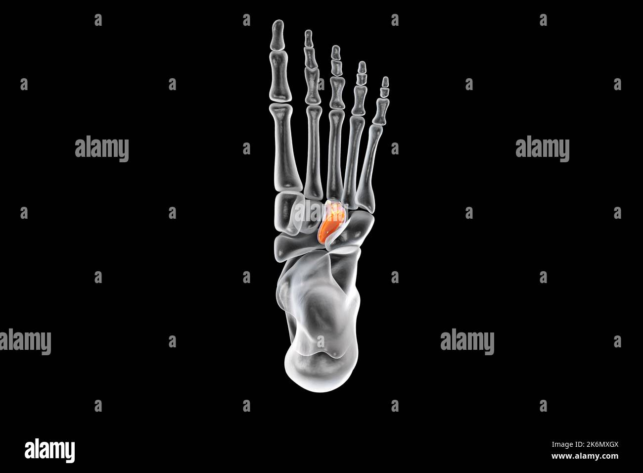 Hueso cuneiforme lateral, ilustración Fotografía de stock Alamy