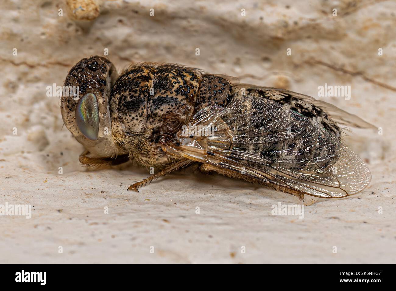 Ovinos adultos Nostril Mosca de la especie Oestrus ovis Fotografía de ...