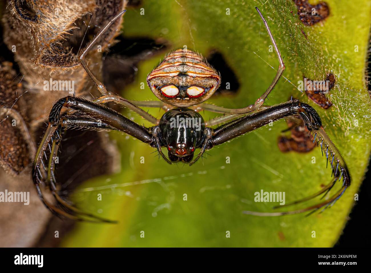 Mimetoidea fotografías e imágenes de alta resolución Alamy