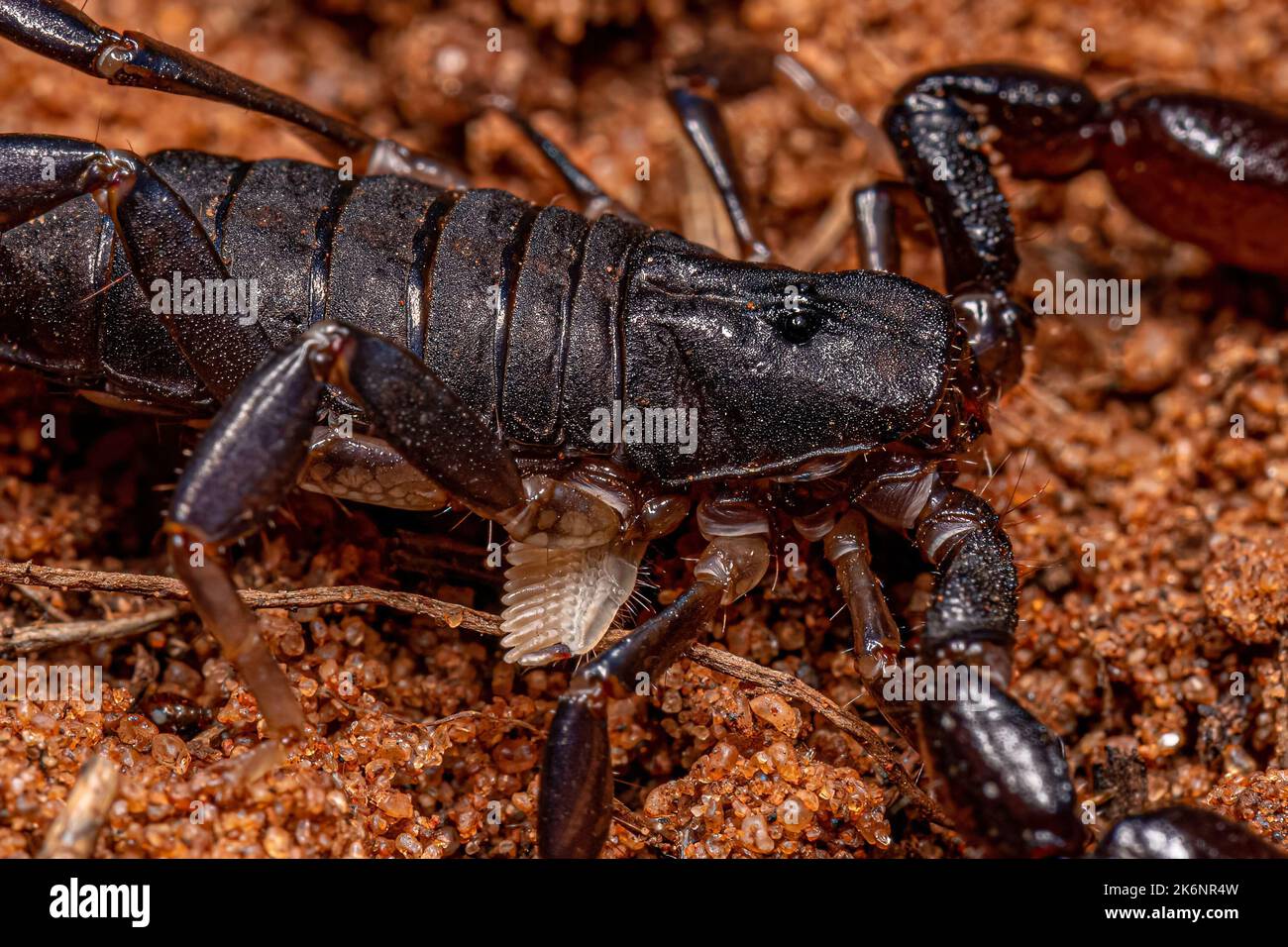 Artrópodos arácnidos, escorpión quelerato de la familia Bothriuridae Foto de stock