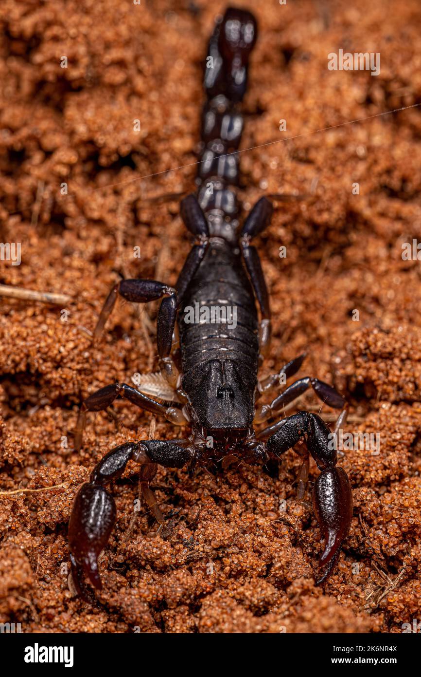Artrópodos arácnidos, escorpión quelerato de la familia Bothriuridae Foto de stock