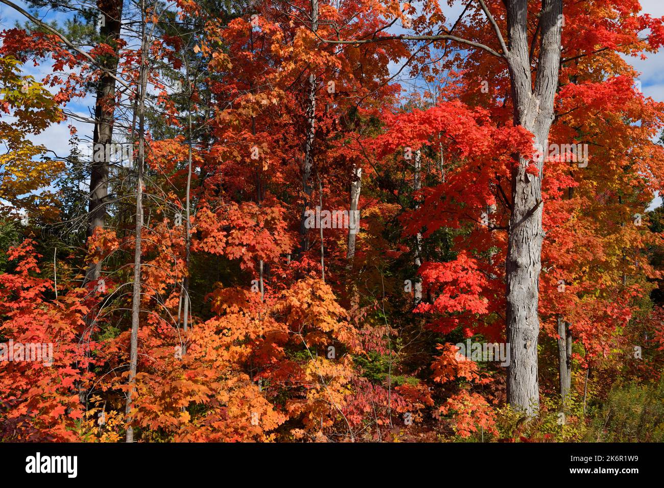 El arce rojo deja en los árboles en un bosque soleado del otoño con el cielo azul en Canadá Foto de stock