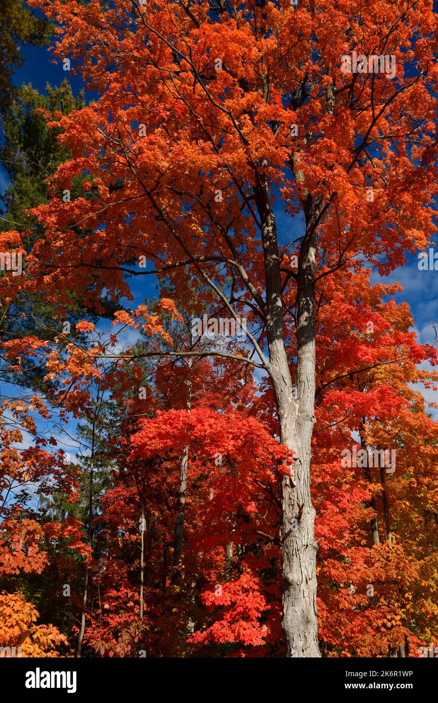 Follaje rojo en árboles de arce en un soleado bosque otoñal con cielo azul en Canadá Foto de stock