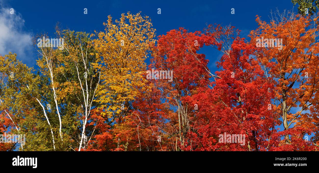 Panorama de las hojas de arce rojo en los árboles en un soleado bosque otoñal con cielo azul en Canadá Foto de stock