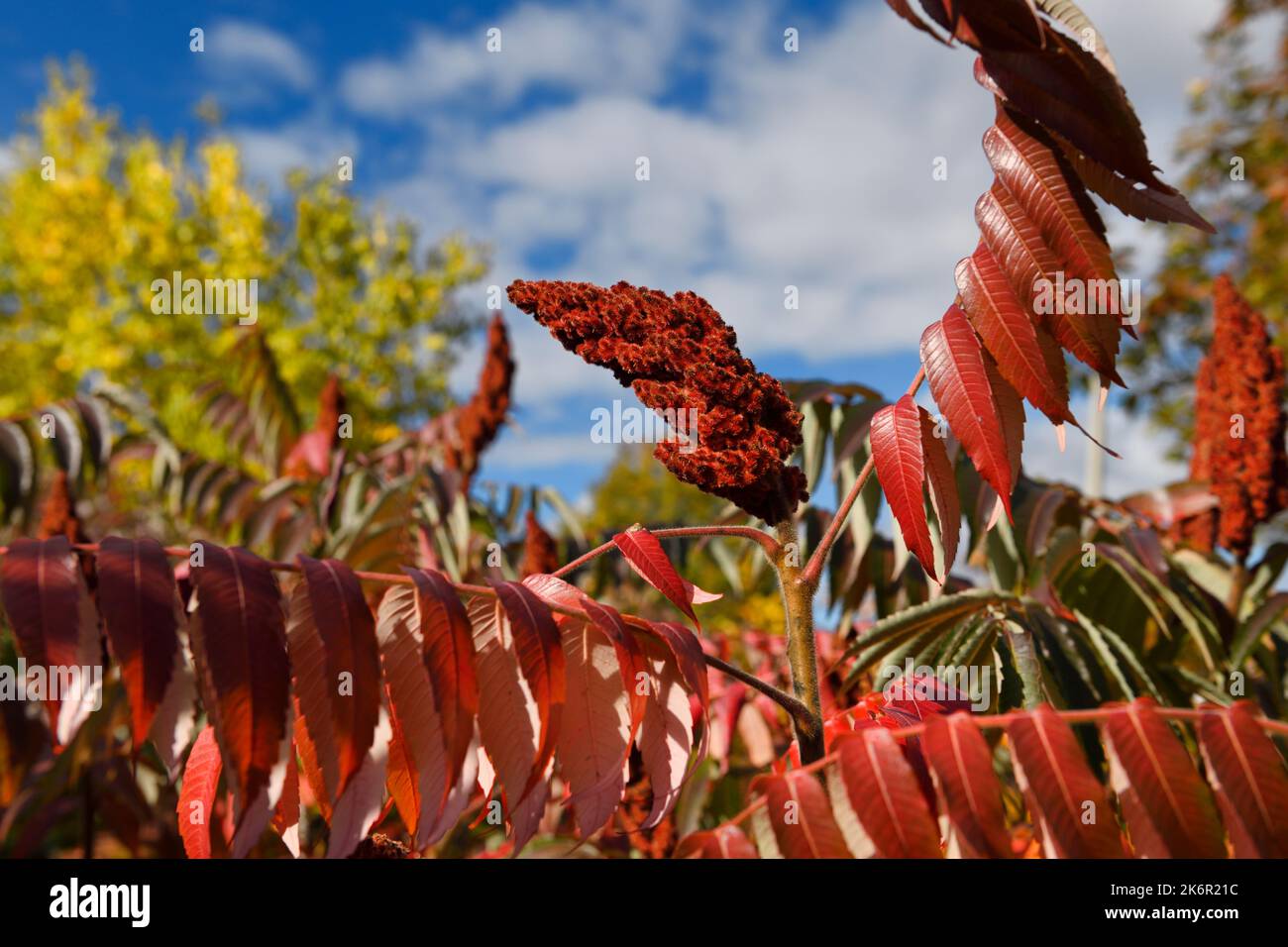 Fruto difuso de drupa y hojas rojas de Sumac en otoño bajo el sol de Canadá Foto de stock