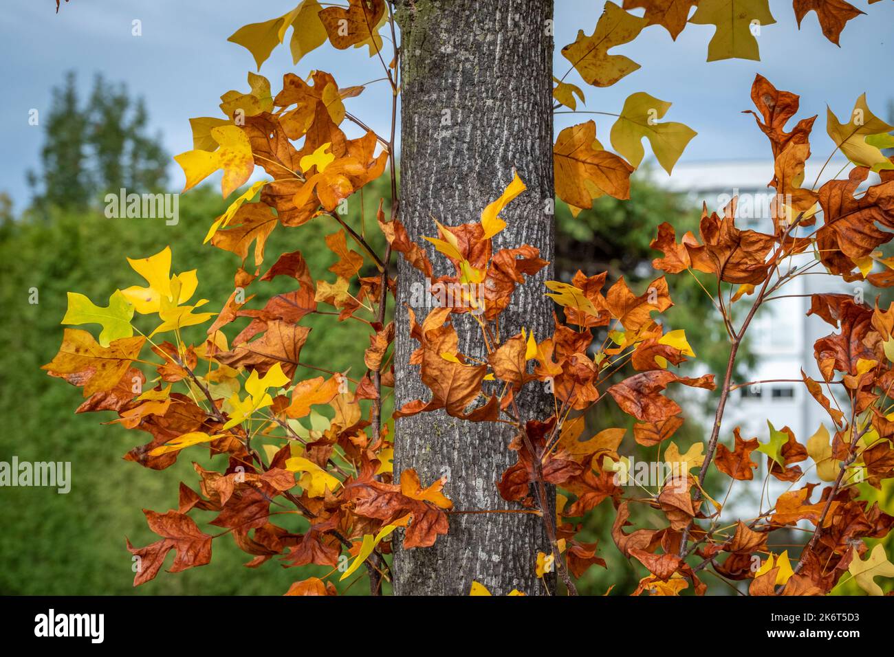 Hojas coloridas en otoño en el lago Constanza, Austria Foto de stock