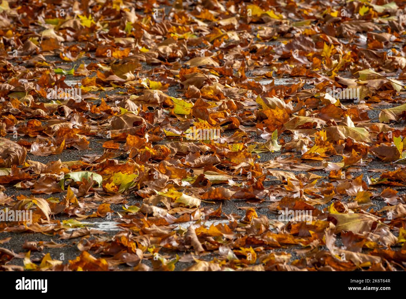 Hojas coloridas en otoño en el lago Constanza, Austria Foto de stock