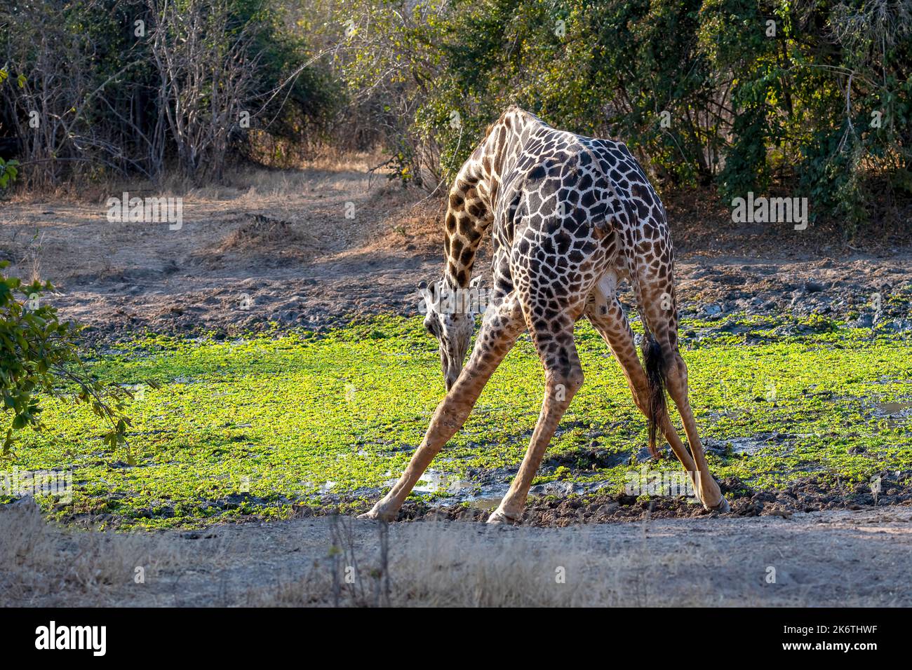 Jirafa Rhodesia (Giraffa camelopardalis thornicrofti), hombre, quiere beber agua, Luangwa del Sur, Zambia Foto de stock